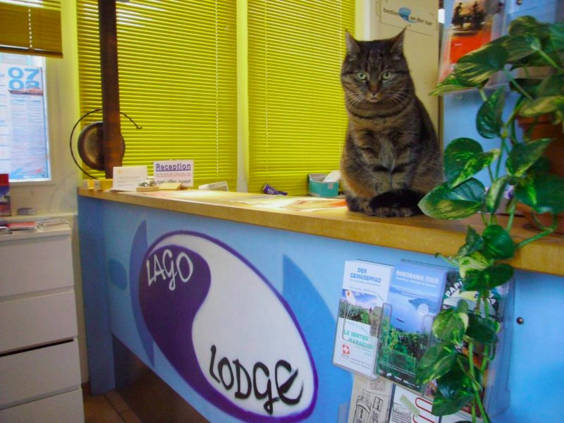 Swiss Hostel Lago Lodgeの写真