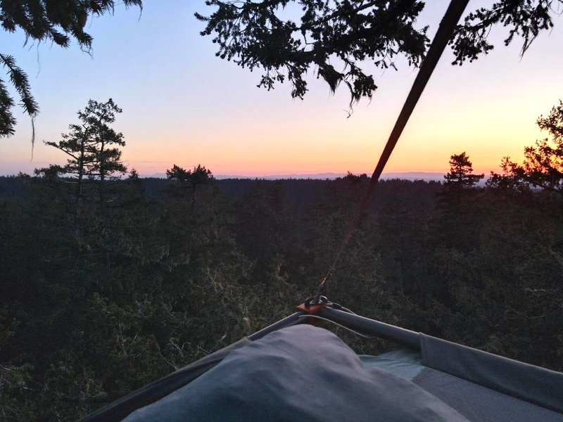 Tree Climbing At Silver Fallsの写真