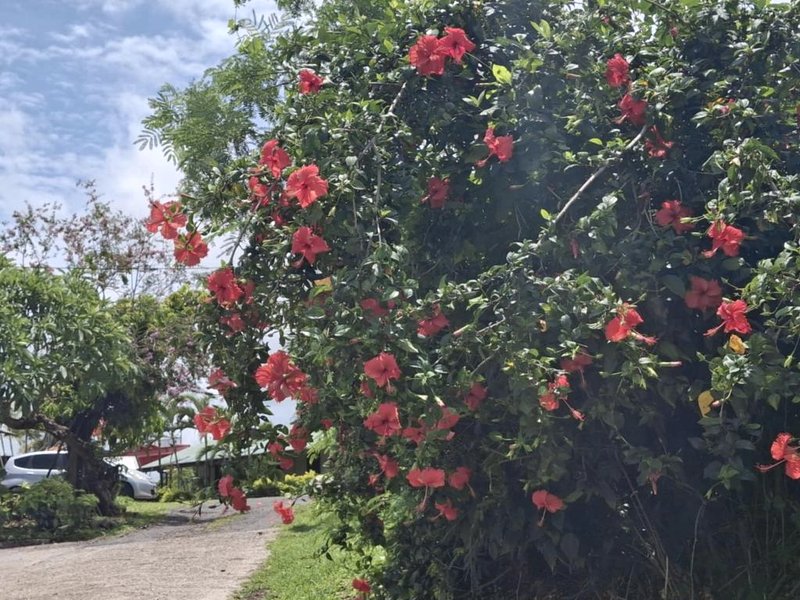 Tavua Hotel Ismail Investmentsの写真