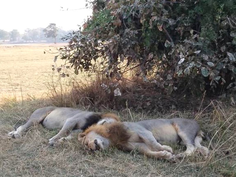 Royal South Luangwa Safaris Lodgeの写真