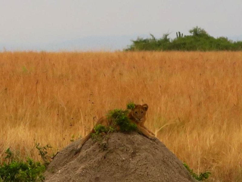 Uganda Lodgeの写真