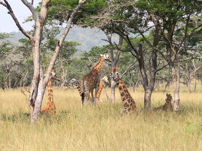 Uganda Lodgeの写真
