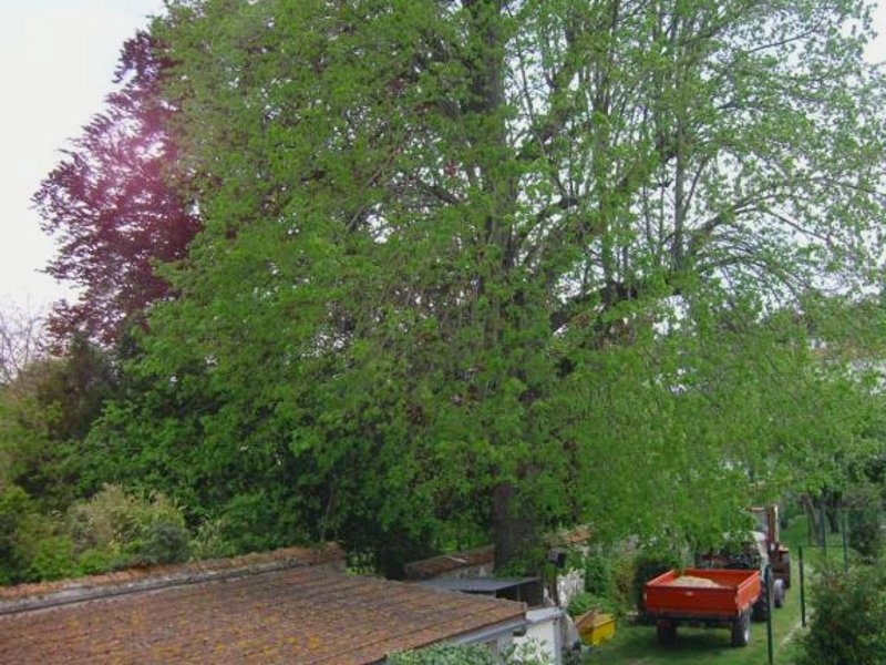 gite du vieux tilleulの写真