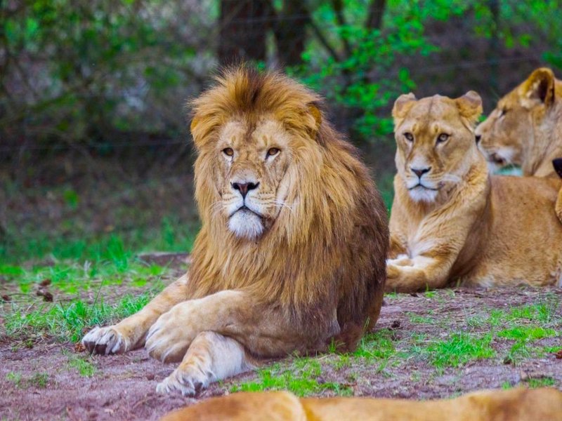 Lodge in Serengeti Park with Safari Adventureの写真