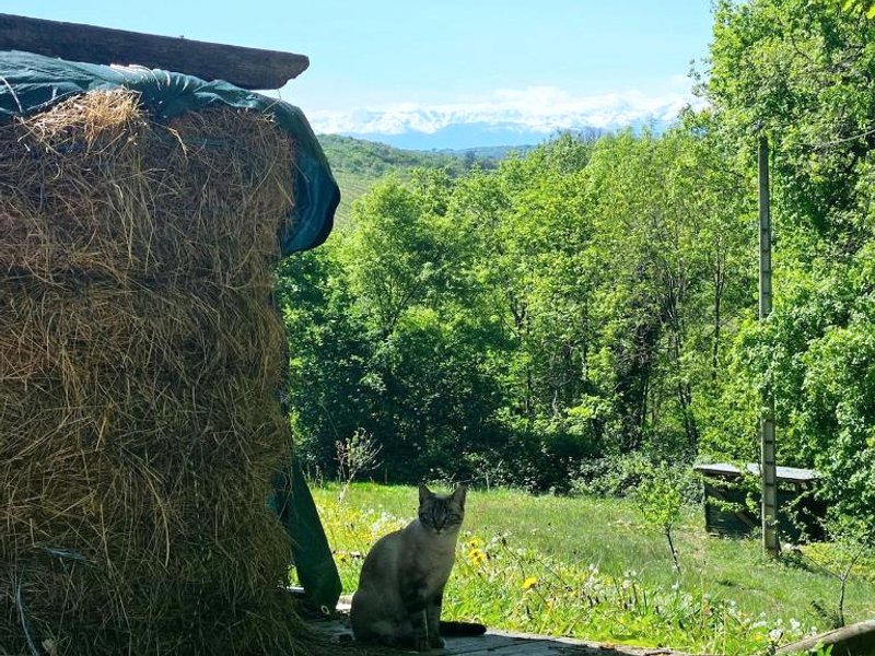 Location avec vue sur Pyrénées (Location avec vue sur Pyrenees)の写真