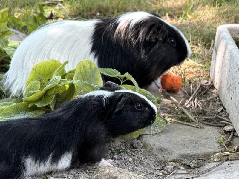 Sous les toitsの写真