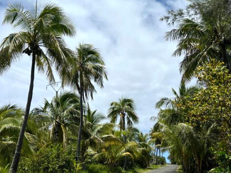 Gîte Cocotier (Gite Cocotier)の写真