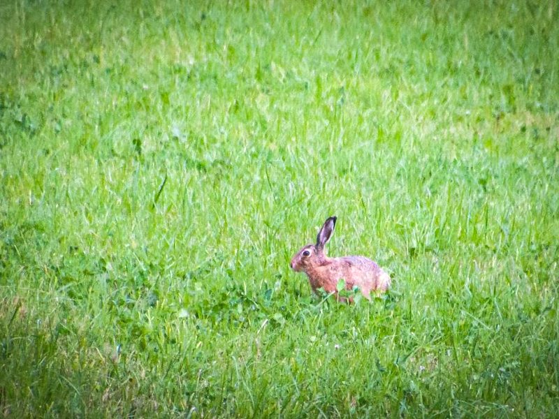 Slow Life Sweden - Nature Nesting Tentの写真