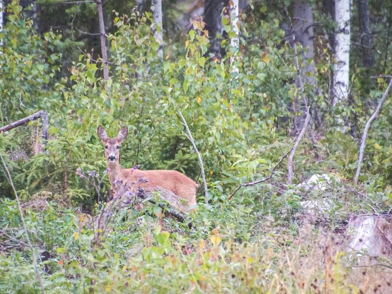 Slow Life Sweden - Nature Nesting Tentの写真