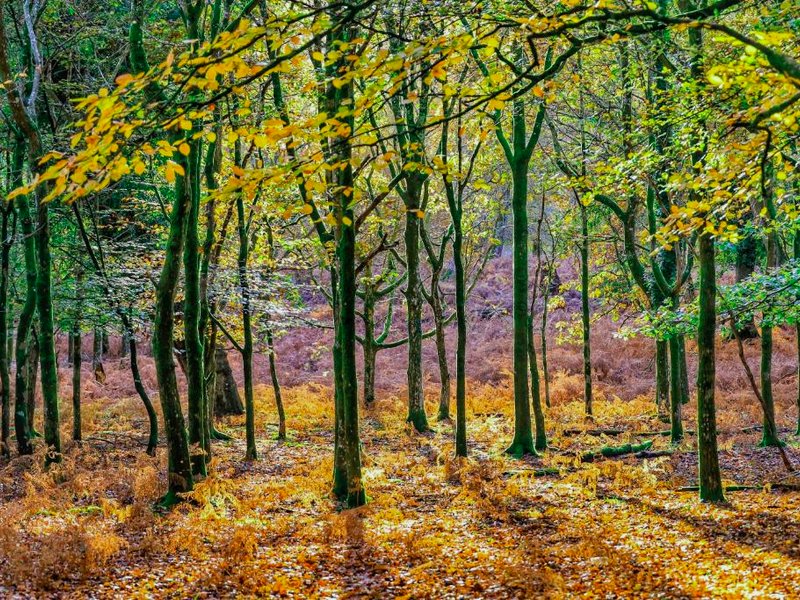 New Forest Lodgeの写真