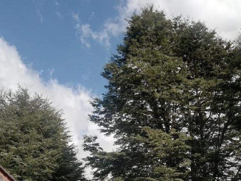 Cabaña en el bosque (Cabana en el bosque)の写真