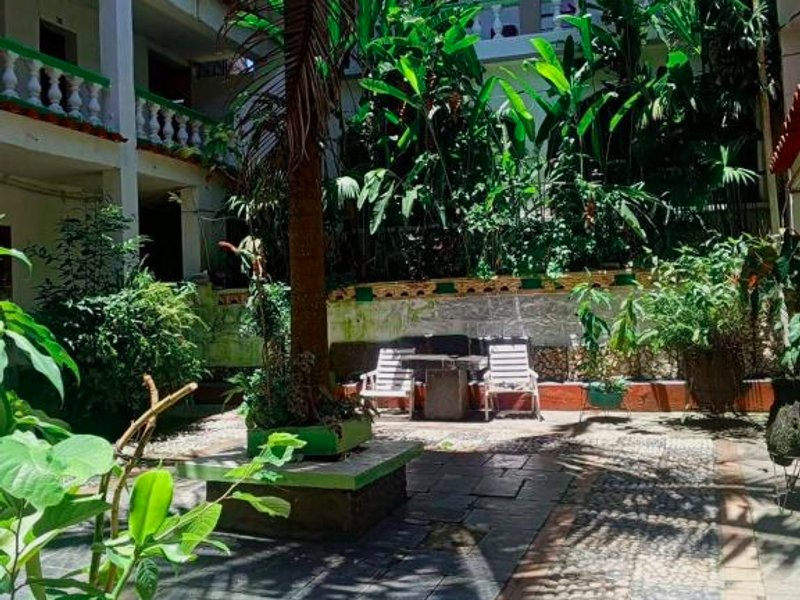 Lluvia de oroの写真