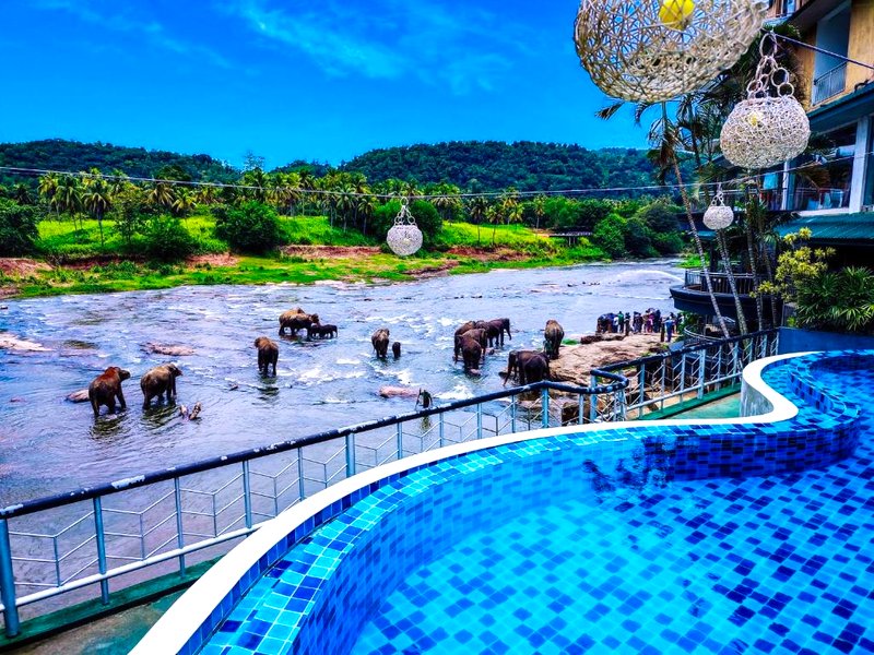 Peacock Village Pinnawala - Offer Alert! Elephant Welfare Programの写真