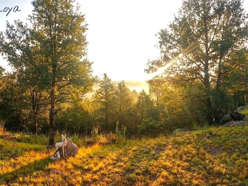 Cabanas Los Portales Barrancas del Cobreの写真