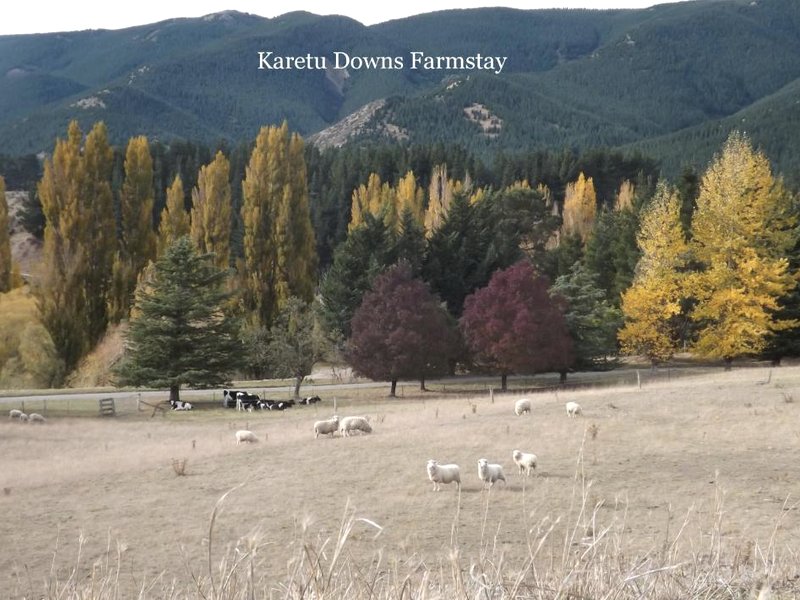 Karetu Downs Farm Stayの写真