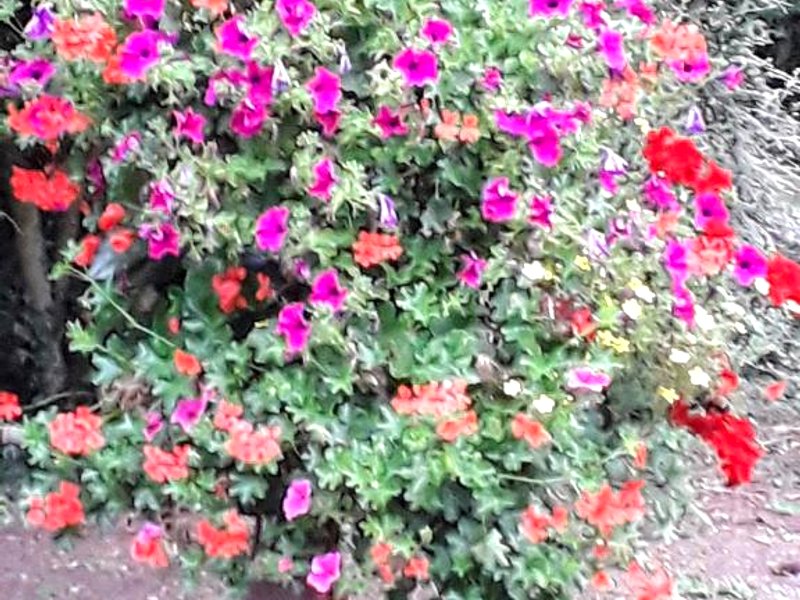 la ferme des tertresの写真