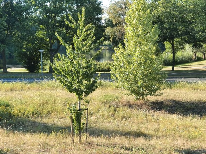 Logies bij Wandelpad te Holtenの写真