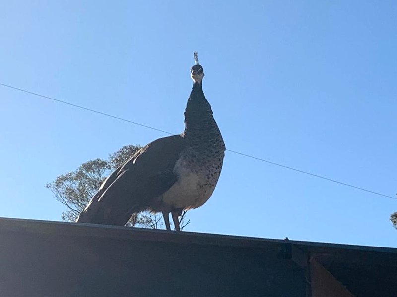 Mascot Cottage - Pet Friendly and Complimentary Breakfast Hamperの写真