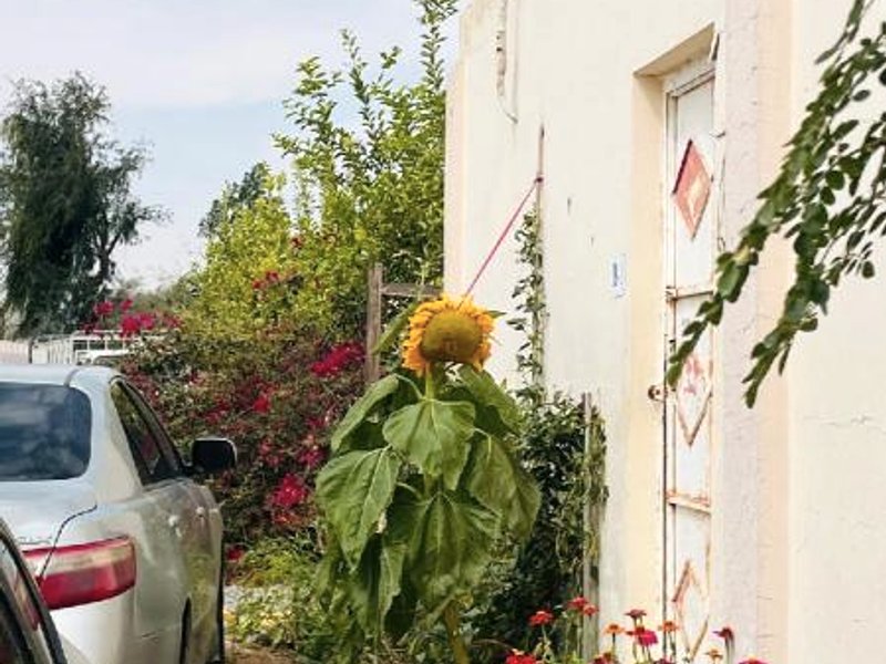 ［ガヤティ］一軒家（m²）｜ 1ベッドルーム／1バスルーム (western Ghayathi Homes )の写真