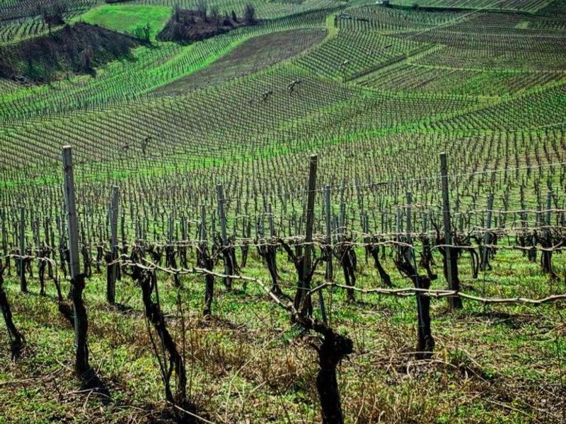 Piccolo Bacco dei Quaroniの写真