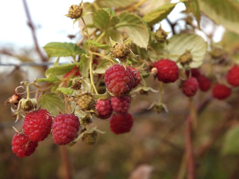 The Berry Farm Retreatの写真