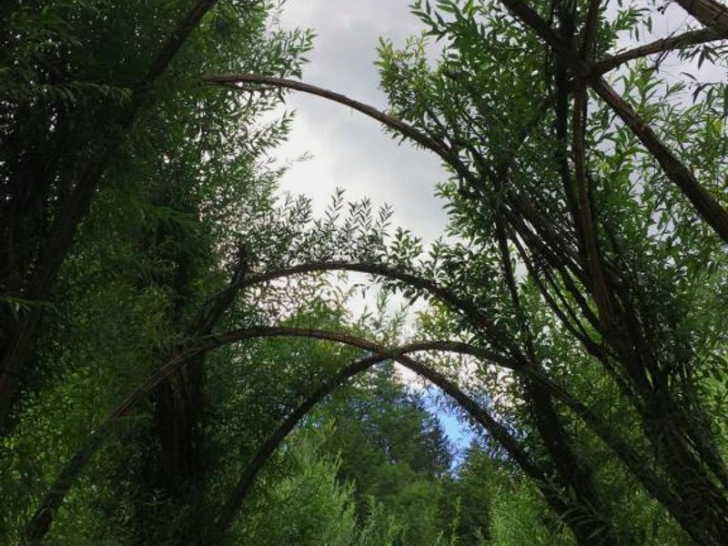 Wengerwirt zur Laube rustical "Blue"の写真