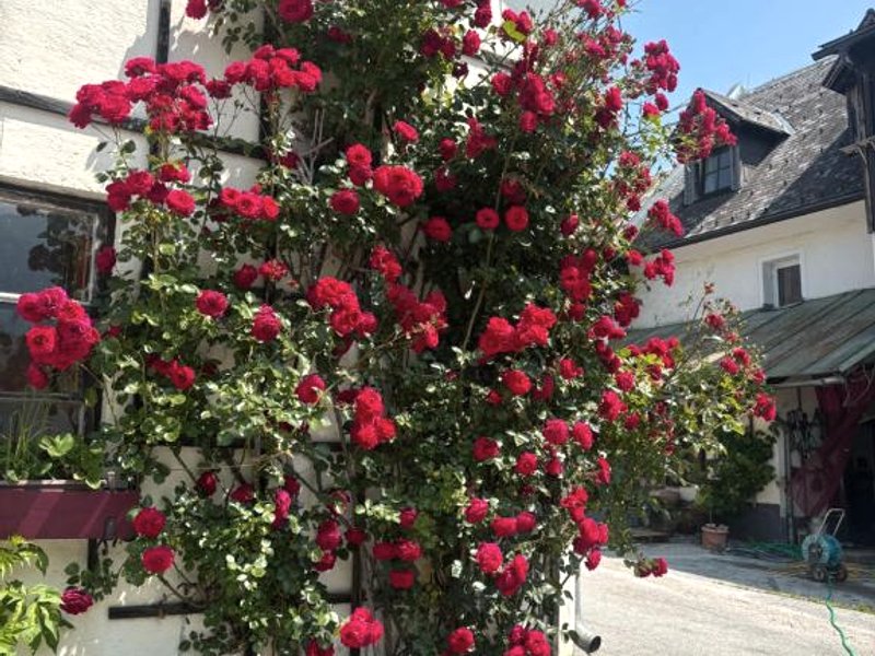 Wengerwirt zur Laube rustical "Blue"の写真