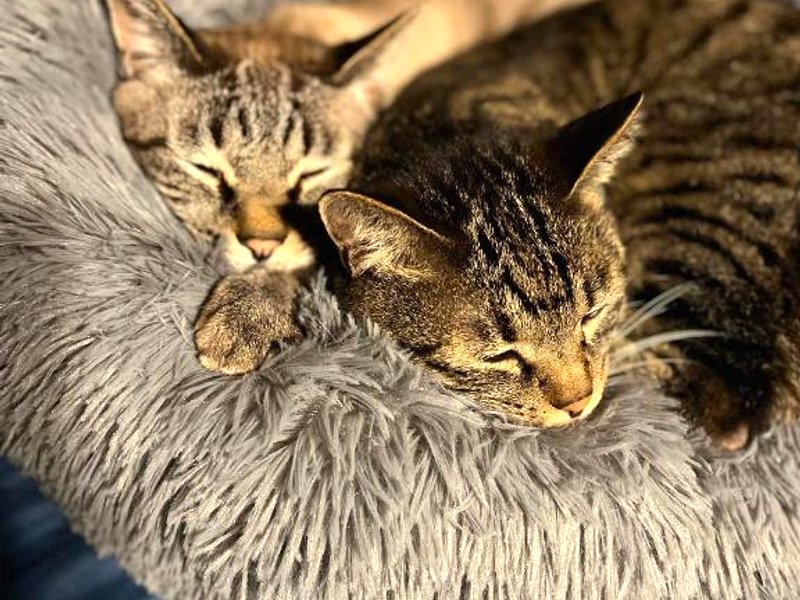 ［利尻］一軒家（200m²）｜ 3ベッドルーム／1バスルーム (Hostel Kutsukanta)の写真