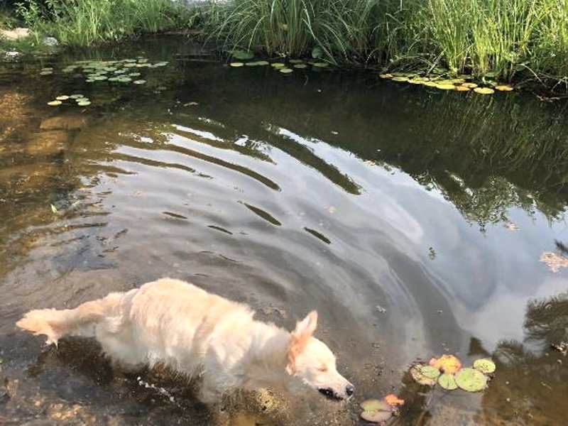 MILLIEs hosting - Familienurlaub mit Hund in Kärnten (MILLIEs hosting - Familienurlaub mit Hund in Karnten)の写真