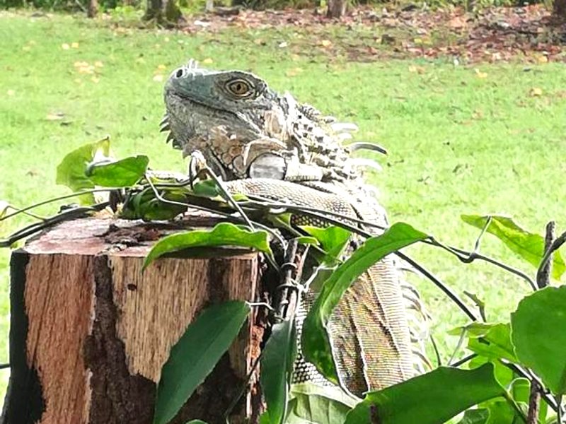 Paraíso Verde (Paraiso Verde)の写真