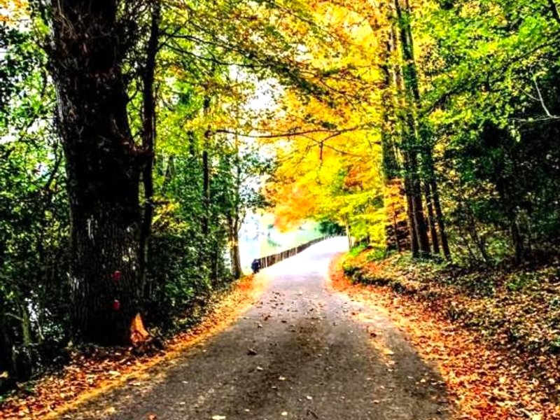 Hazel Tree Lodge Bunclodyの写真