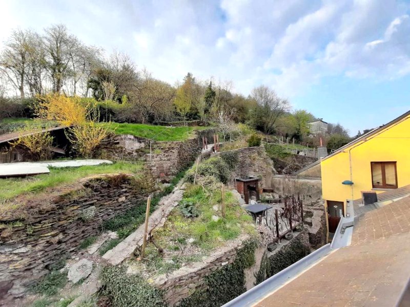 Golden Lionの写真