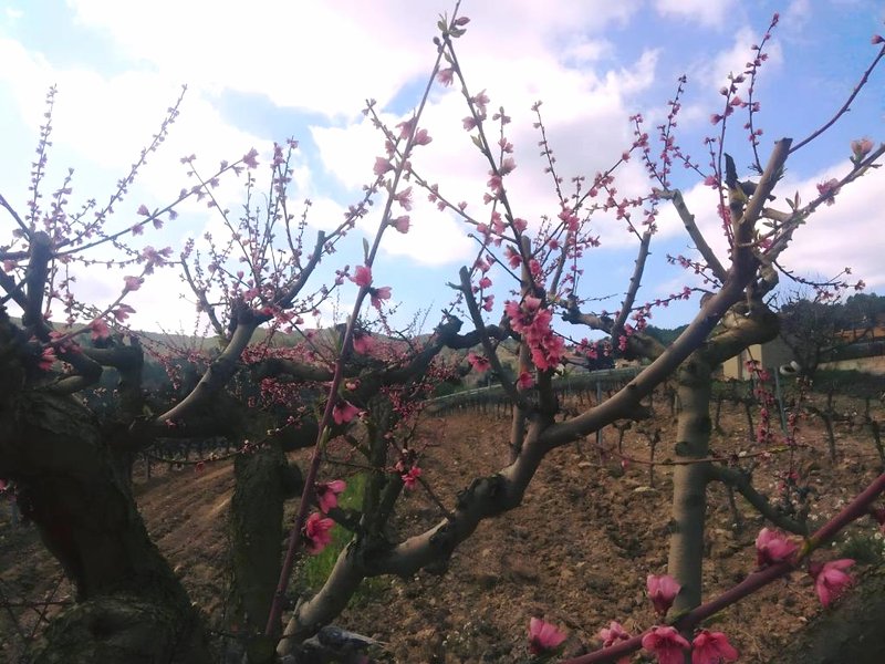 La Cova de Can Pavetの写真